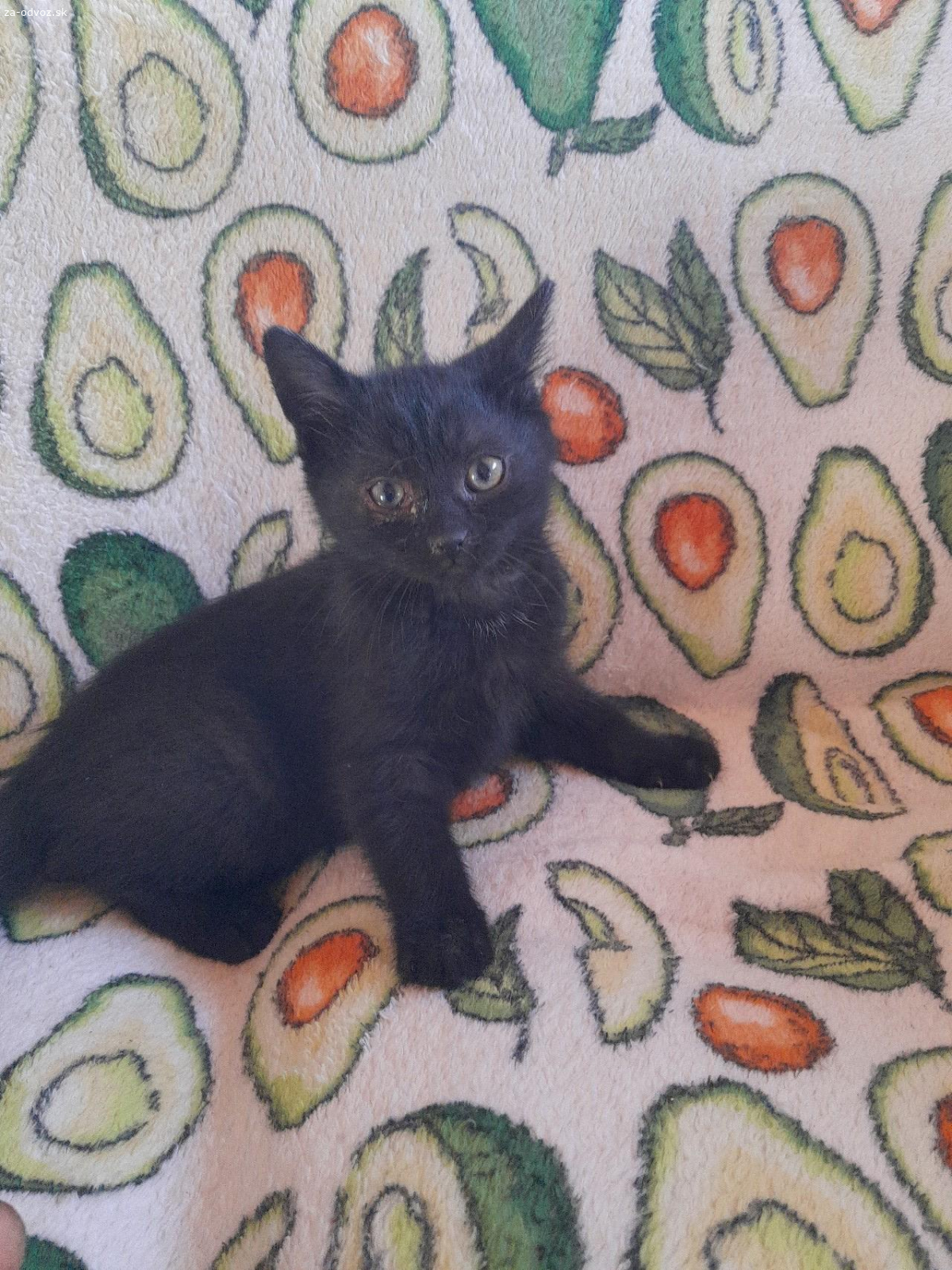darujem mačku čiernu