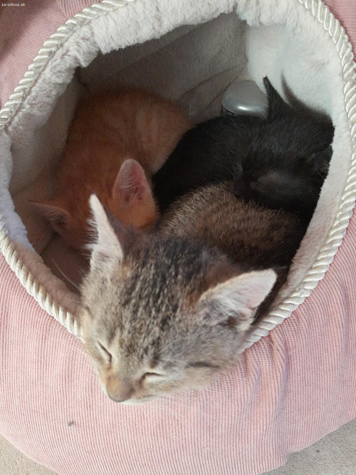 darujem mačku čiernu