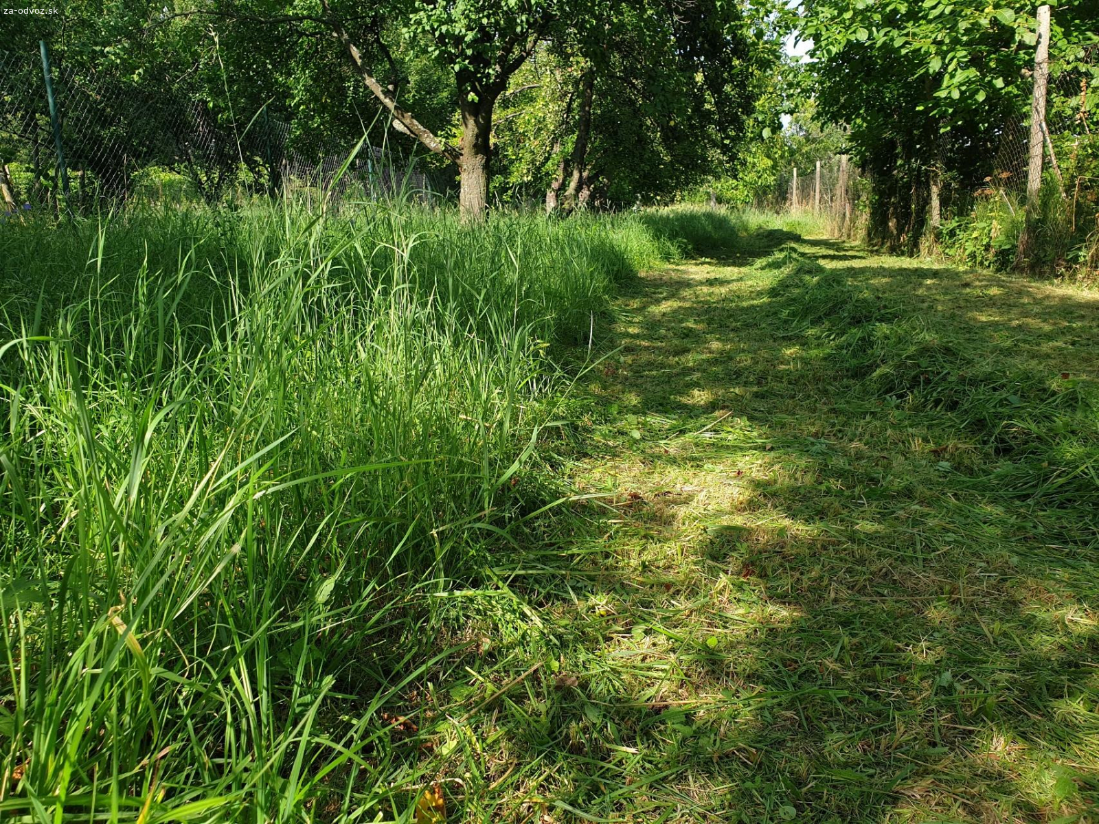 Darujem cerstvo pokosenu travu