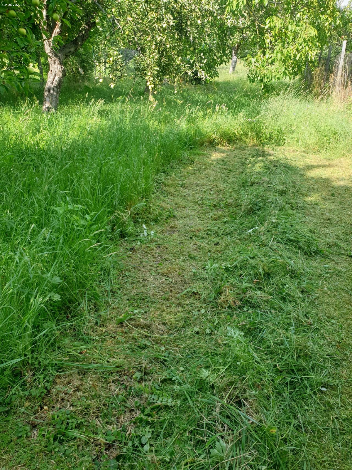 Darujem cerstvo pokosenu travu