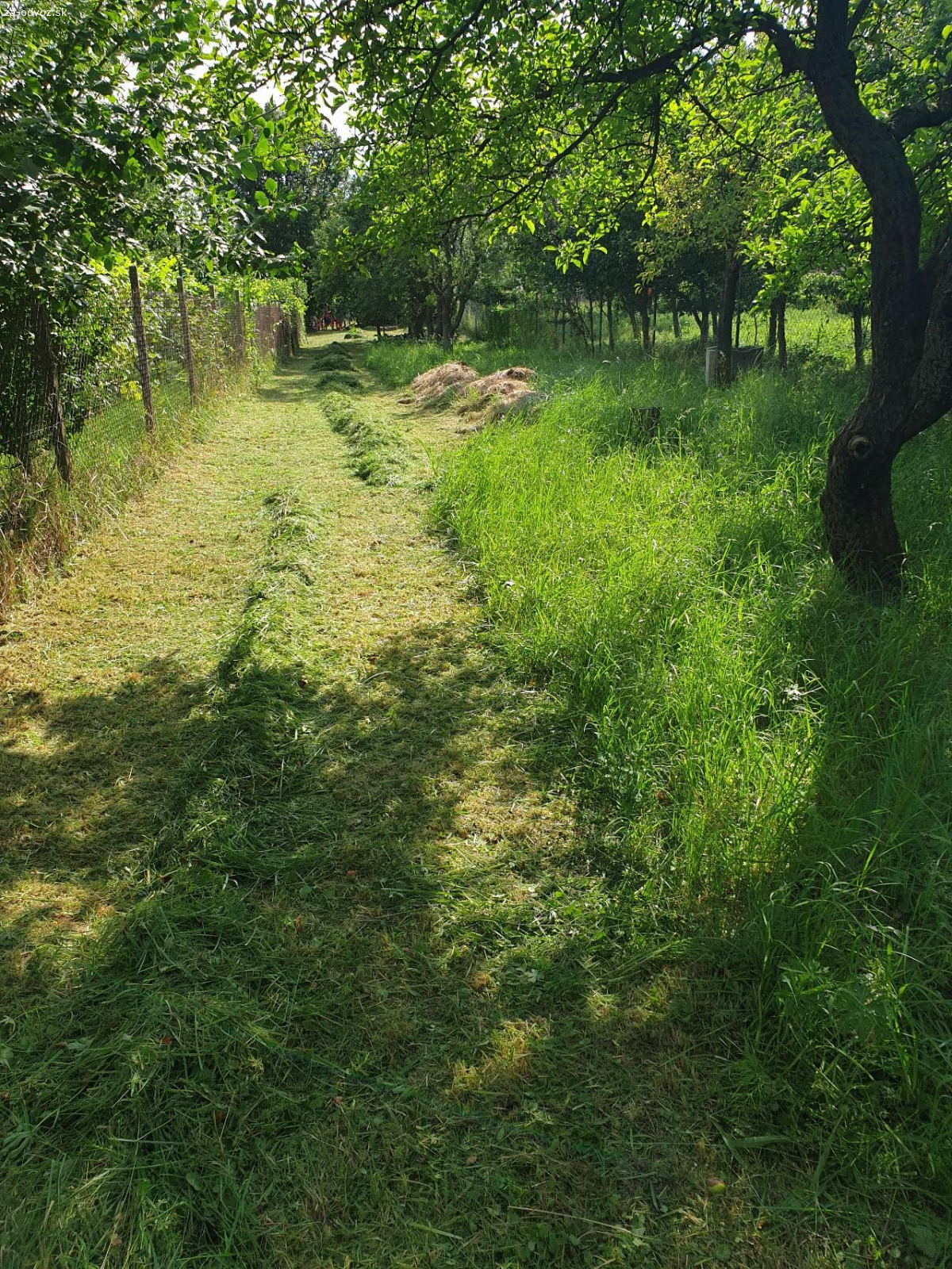 Darujem cerstvo pokosenu travu