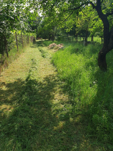Darujem cerstvo pokosenu travu