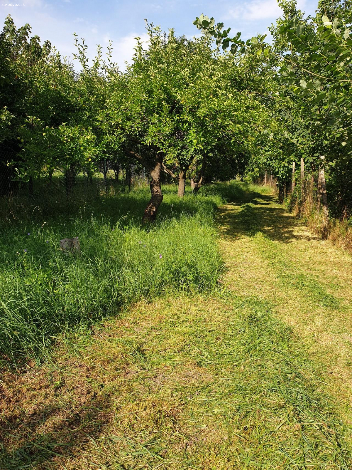 Darujem cerstvo pokosenu travu