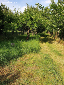 Darujem cerstvo pokosenu travu