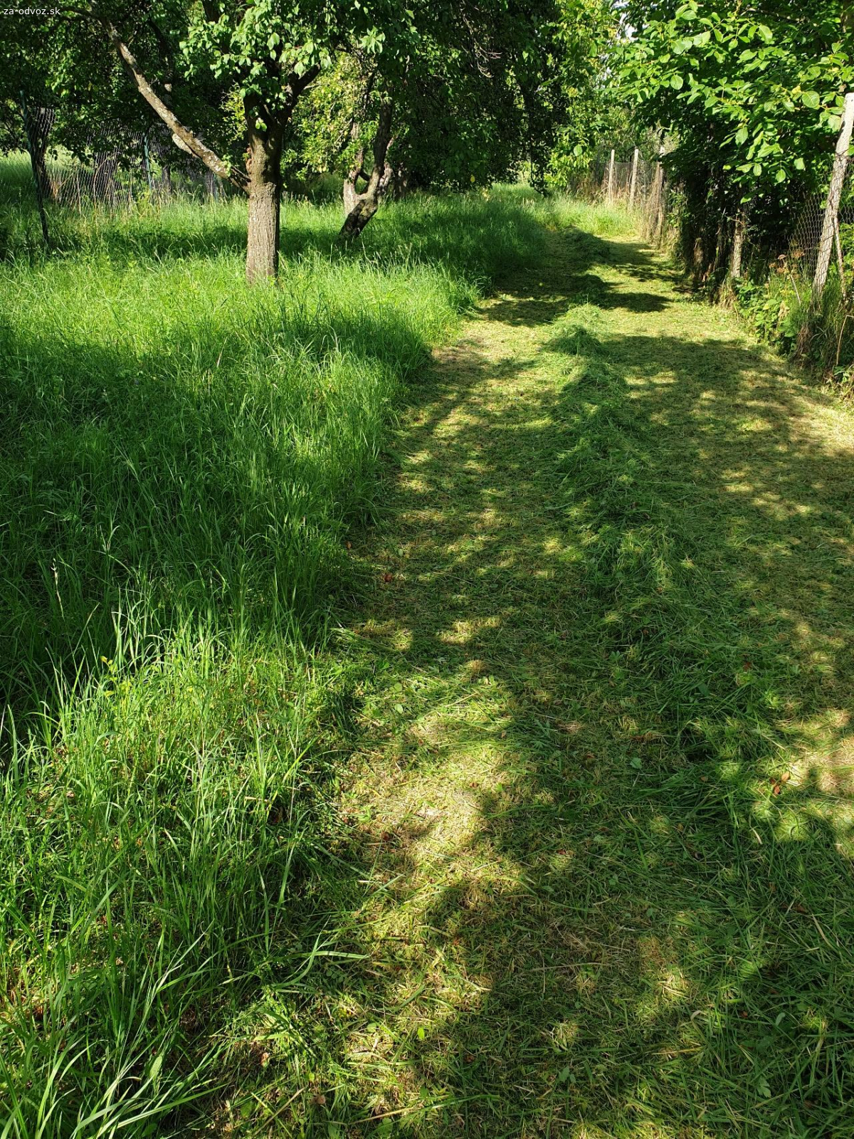 Darujem cerstvo pokosenu travu