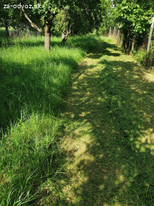 Darujem cerstvo pokosenu travu