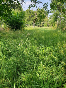 Darujem cerstvo pokosenu travu