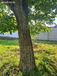 Darujem drevo za spílenie