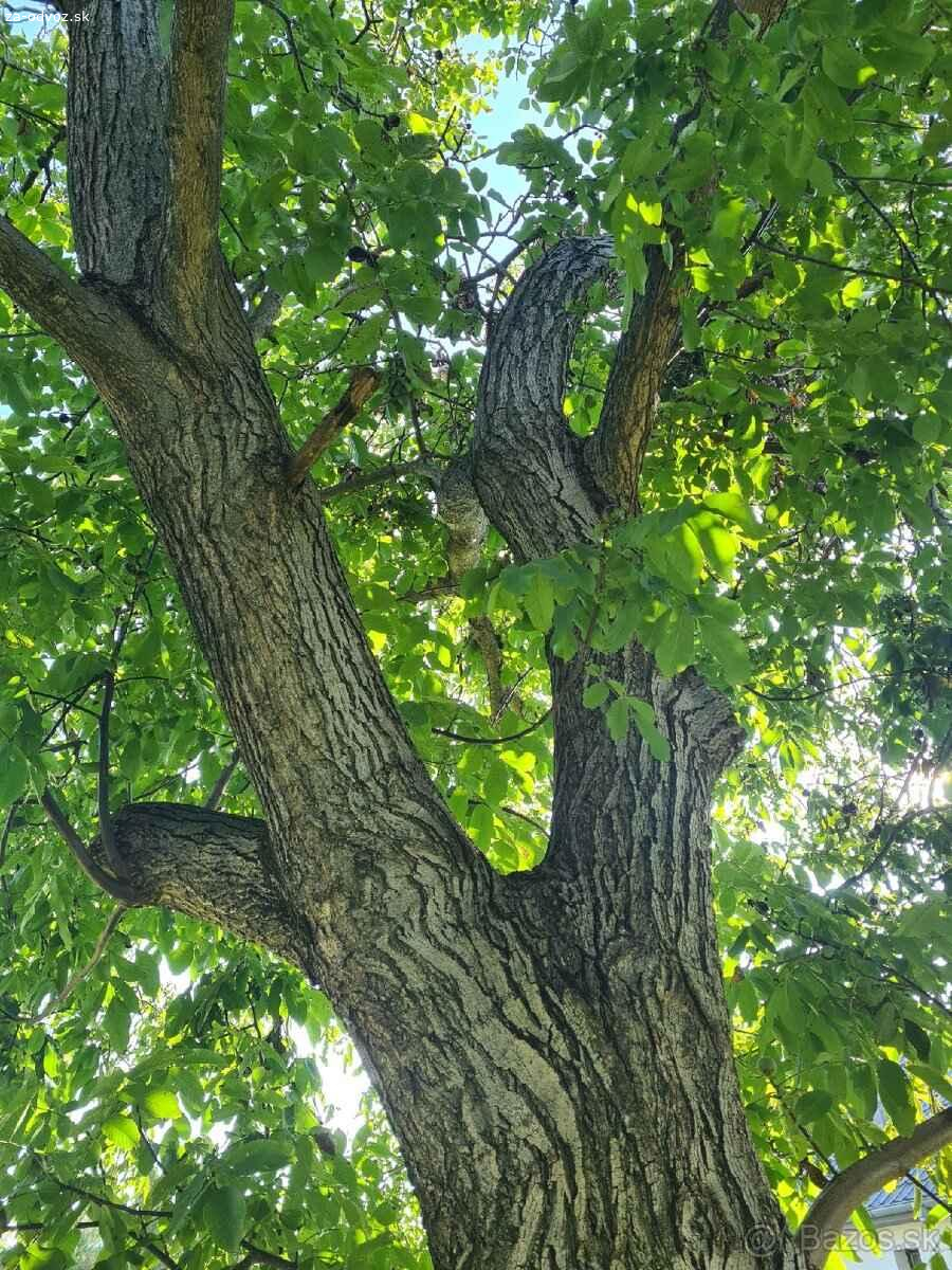 Darujem drevo za spílenie