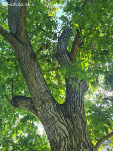 Darujem drevo za spílenie