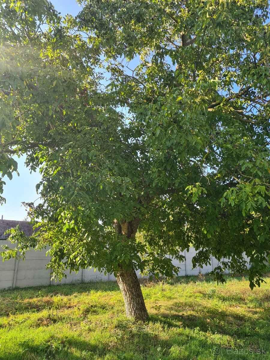 Darujem drevo za spílenie