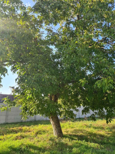 Darujem drevo za spílenie