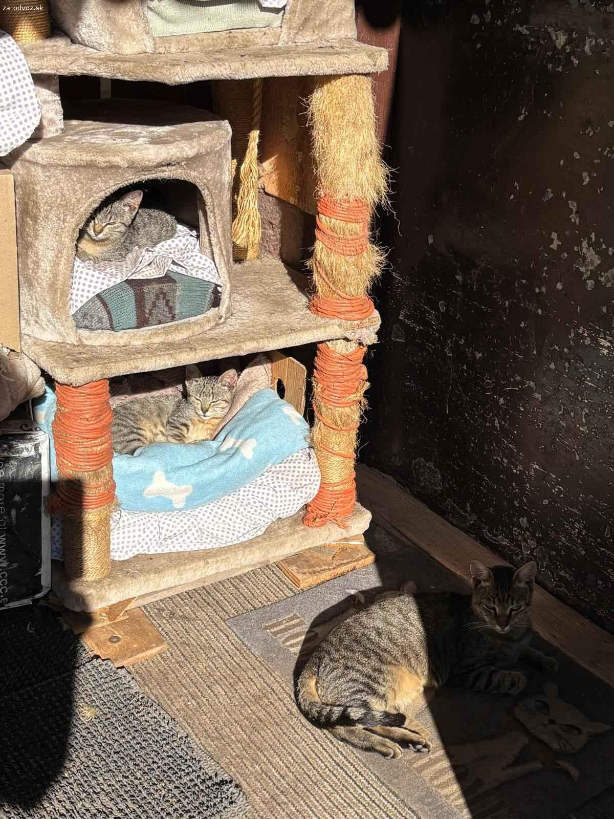 Darujem dve mačiatka s maminou