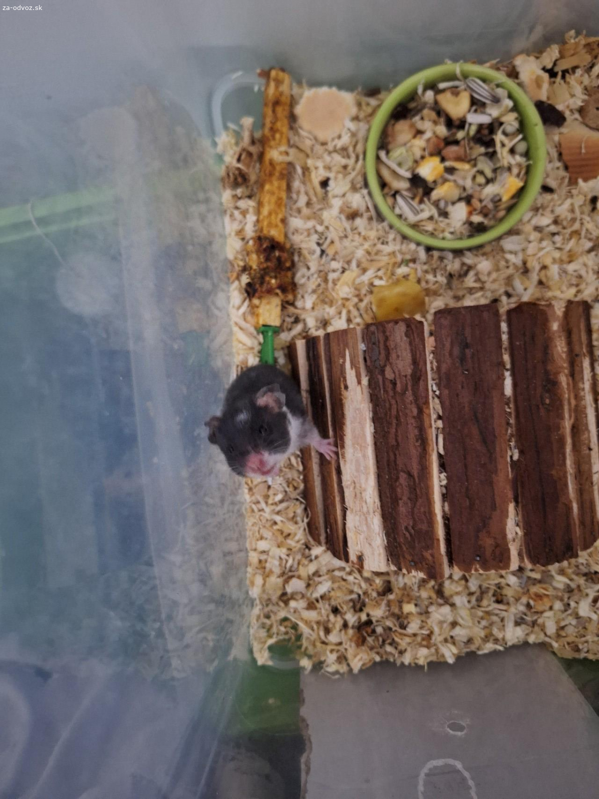 darujem dvoch škrečkov