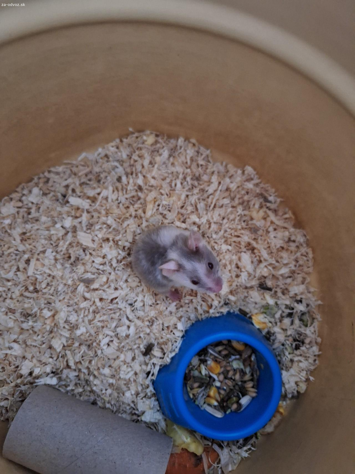 darujem dvoch škrečkov