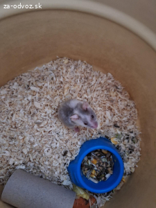 darujem dvoch škrečkov