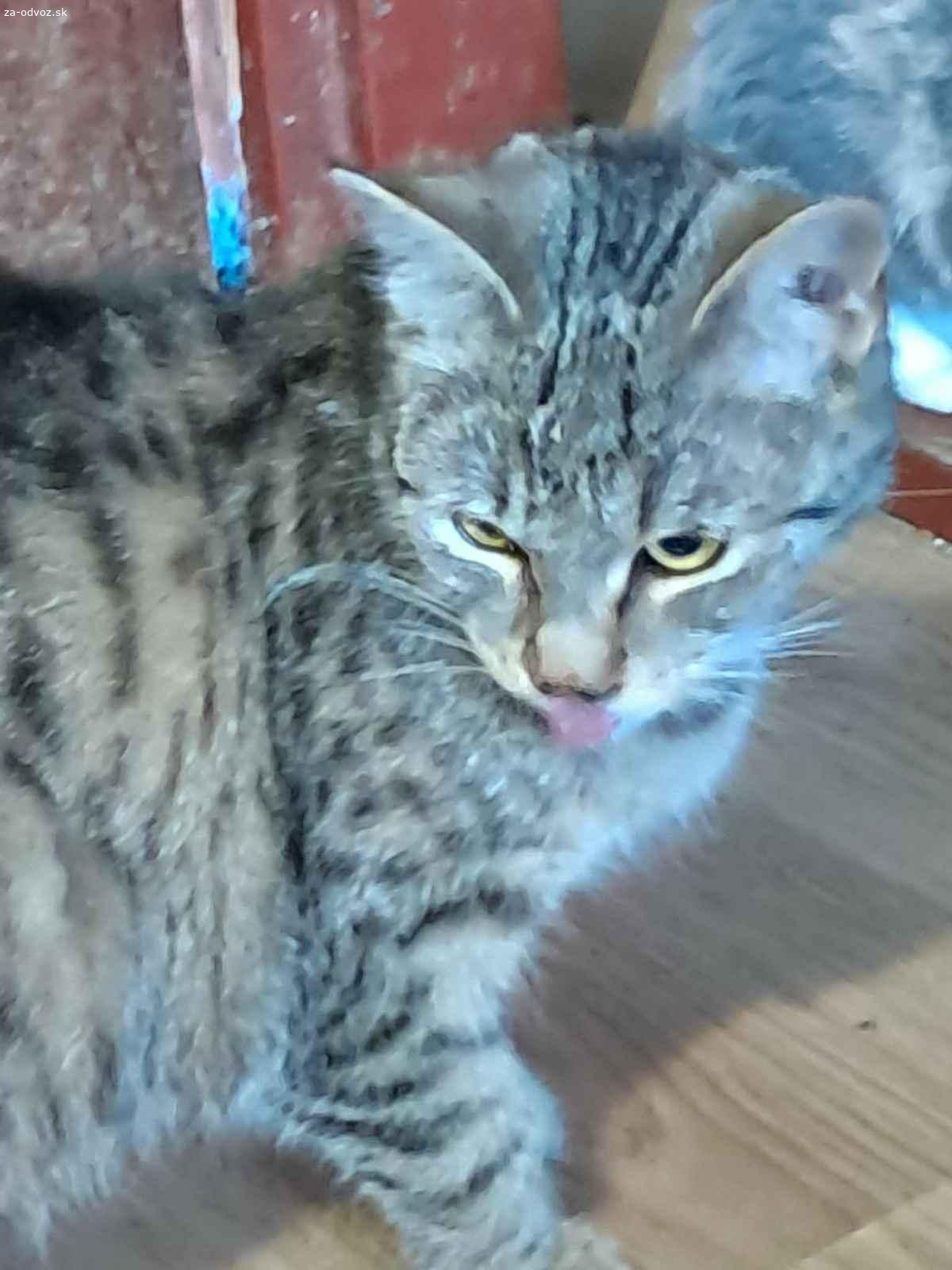 Darujem mačiatka do dobrých rúk ?