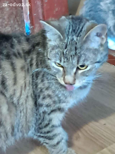 Darujem mačiatka do dobrých rúk ?