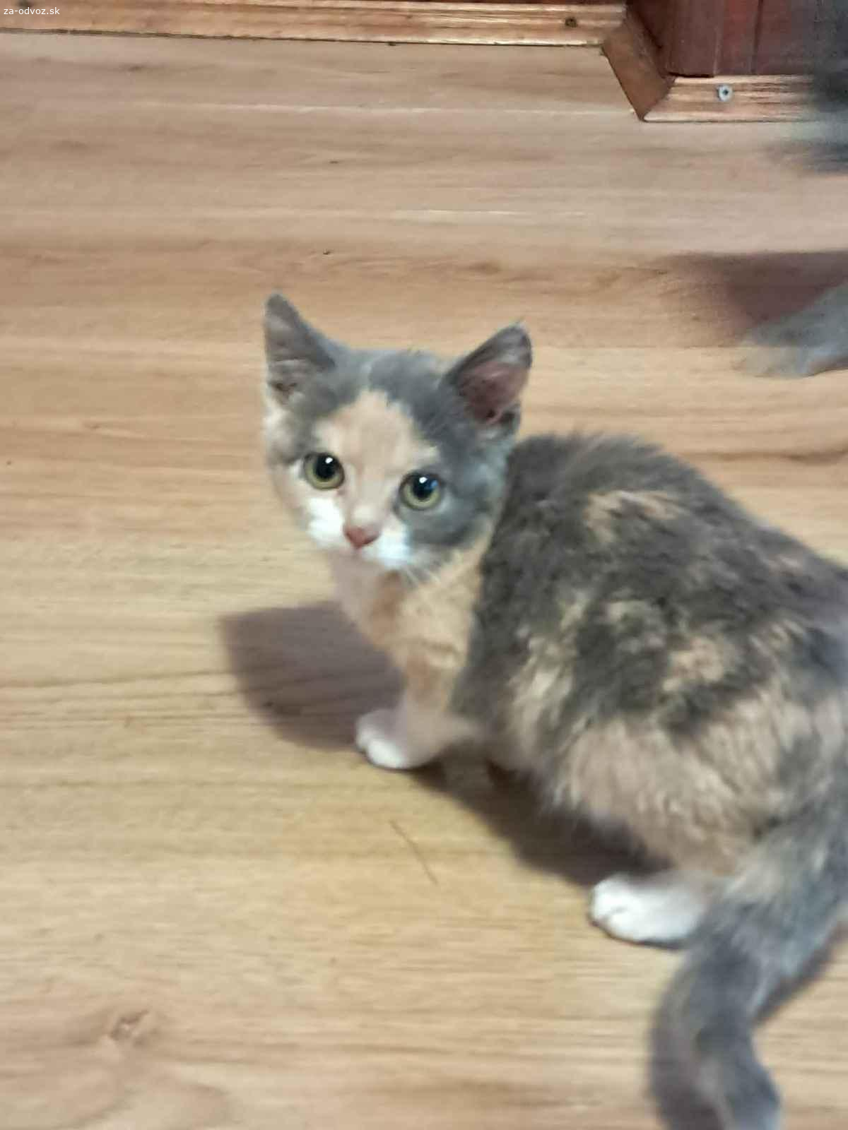 Darujem mačiatka do dobrých rúk ?