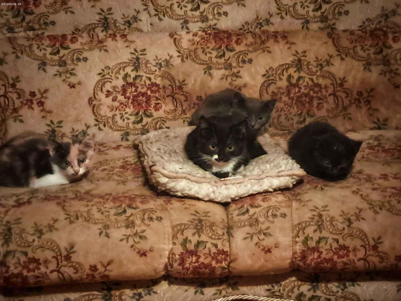 Darujem mačiatka do dobrých rúk ?