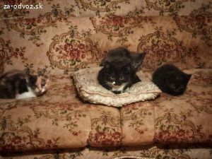 Darujem mačiatka do dobrých rúk ?