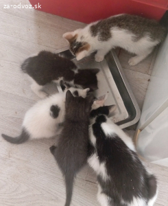 Darujem mačiatka