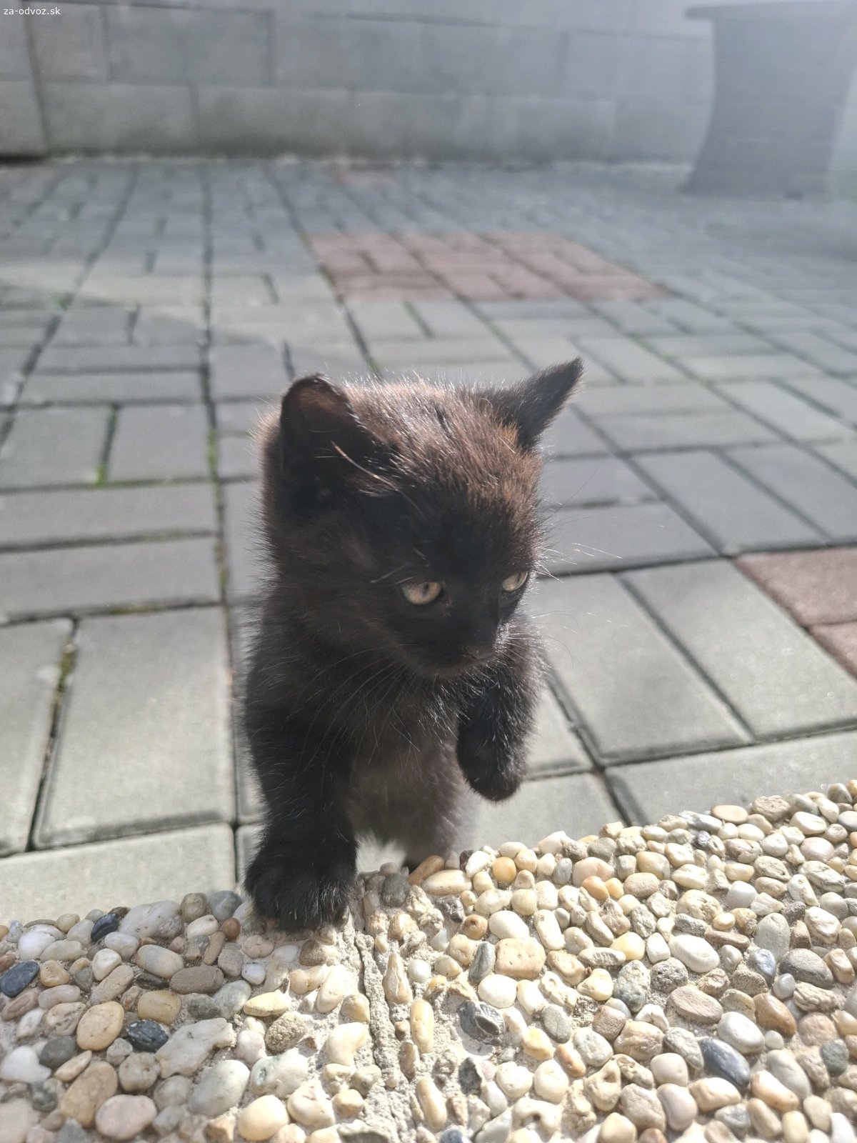 Darujem mačiatko/ mačiatko s maminou. Mačiatko je staré onedlho 2 mesiace, konzumuje pevnú stravu a je hravej povahy. Darujeme kľudne aj jeho maminu s jej veľmi priateľskou povahou. Začala k nám dochádzať cez leto, počas ktorého sme sa snažili o ňu starať, ale radi by sme mačiatku alebo obom našli stály a útulny domov.