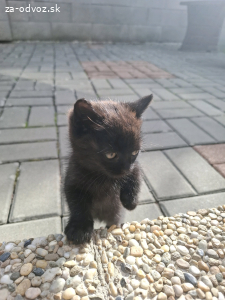Darujem mačiatko/ mačiatko s maminou