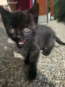 Darujem mačiatko/ mačiatko s maminou