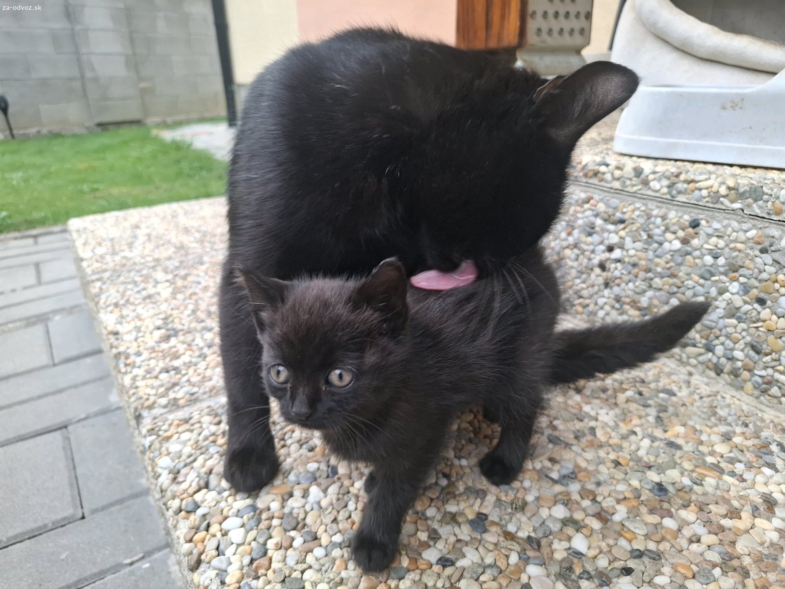 Darujem mačiatko/ mačiatko s maminou. Mačiatko je staré onedlho 2 mesiace, konzumuje pevnú stravu a je hravej povahy. Darujeme kľudne aj jeho maminu s jej veľmi priateľskou povahou. Začala k nám dochádzať cez leto, počas ktorého sme sa snažili o ňu starať, ale radi by sme mačiatku alebo obom našli stály a útulny domov.
