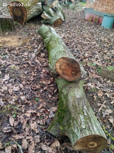 Darujem orechové pne