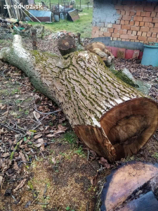 Darujem orechové pne