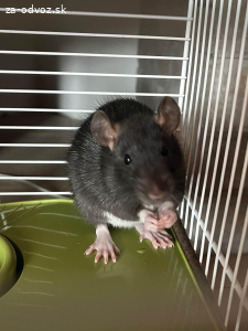 Darujem potkana samička