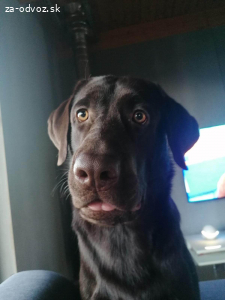 Darujem psíka labradora