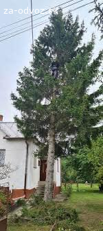 Darujem smrek za vypílenie a odvoz