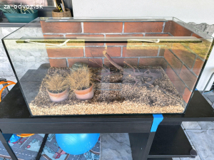 Darujem Terarium