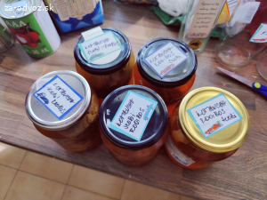 Kombucha scobi v naleve z Rooibosu