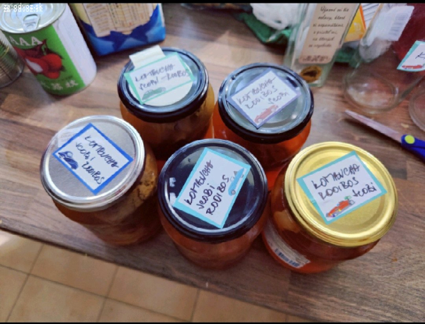Kombucha scobi v naleve z Rooibosu