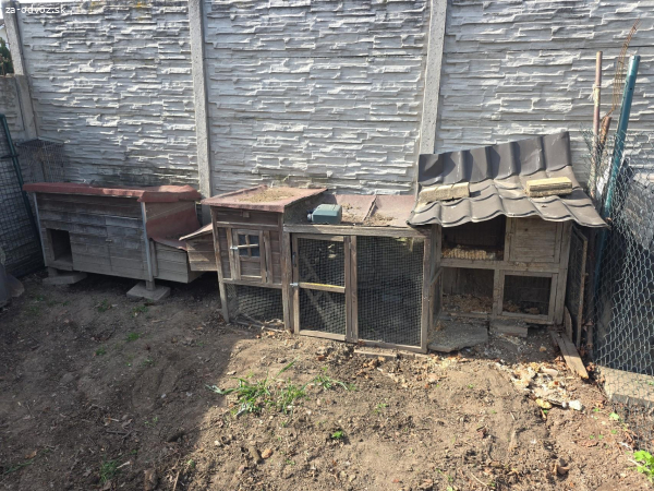 Kuríny a klietka na zajace