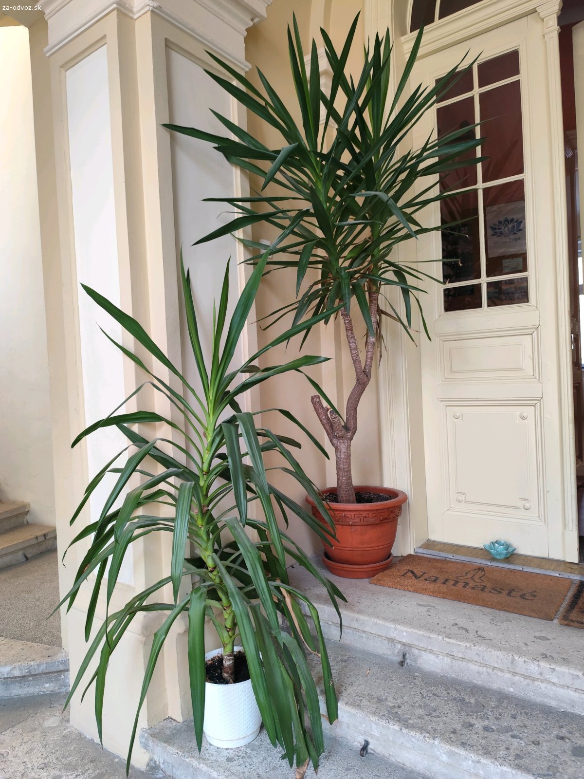 Darujem kvety. Dracena Draco