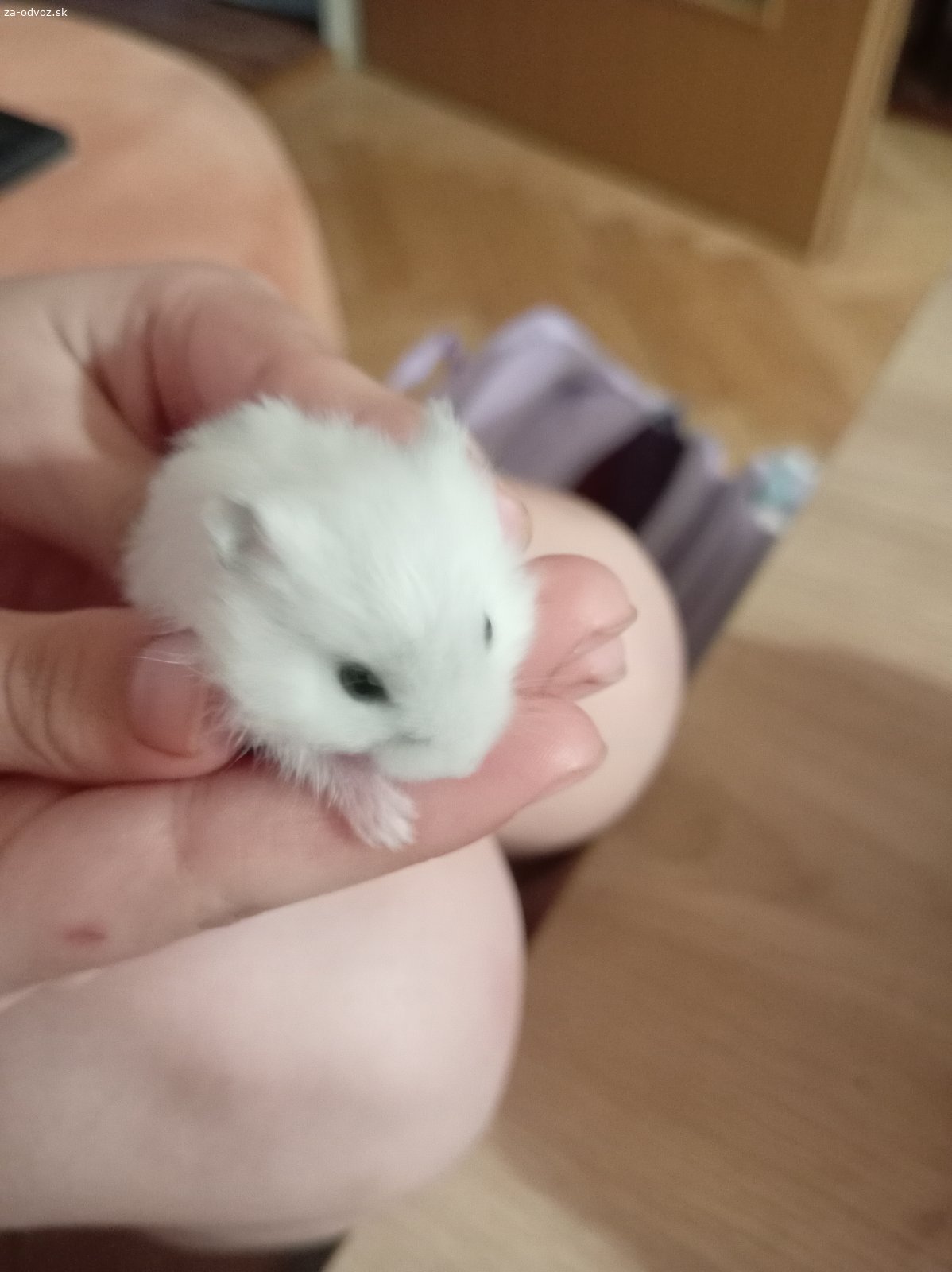 Škrečok džungarský. Darujem do dobrých rúk malé mláďatá škrečka džungarskeho, majú 3 týždne. Odber možný ihneď v Hliníku nad Hronom.