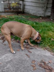 Stafford na darovanie