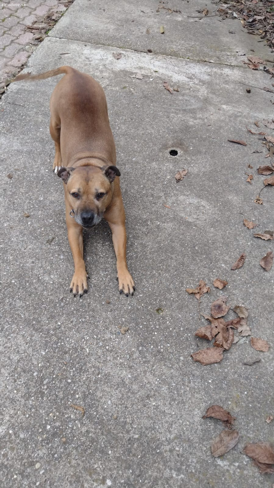 Stafford na darovanie